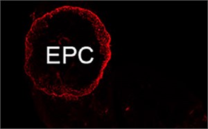 Post-gastrulation synthetic embryos generated ex utero from mouse naive ESCs